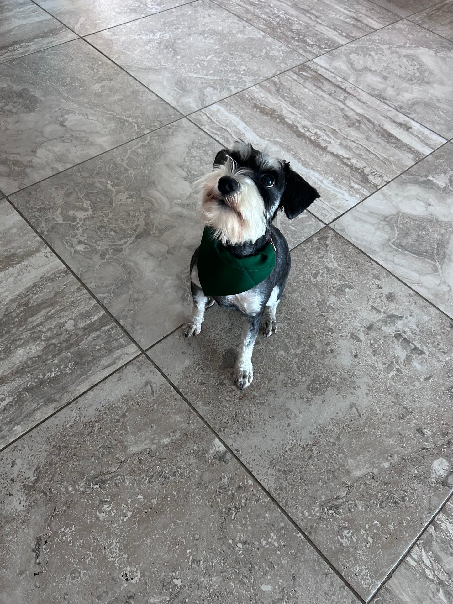 Pet Bandanas - Over the Collar - Size Medium