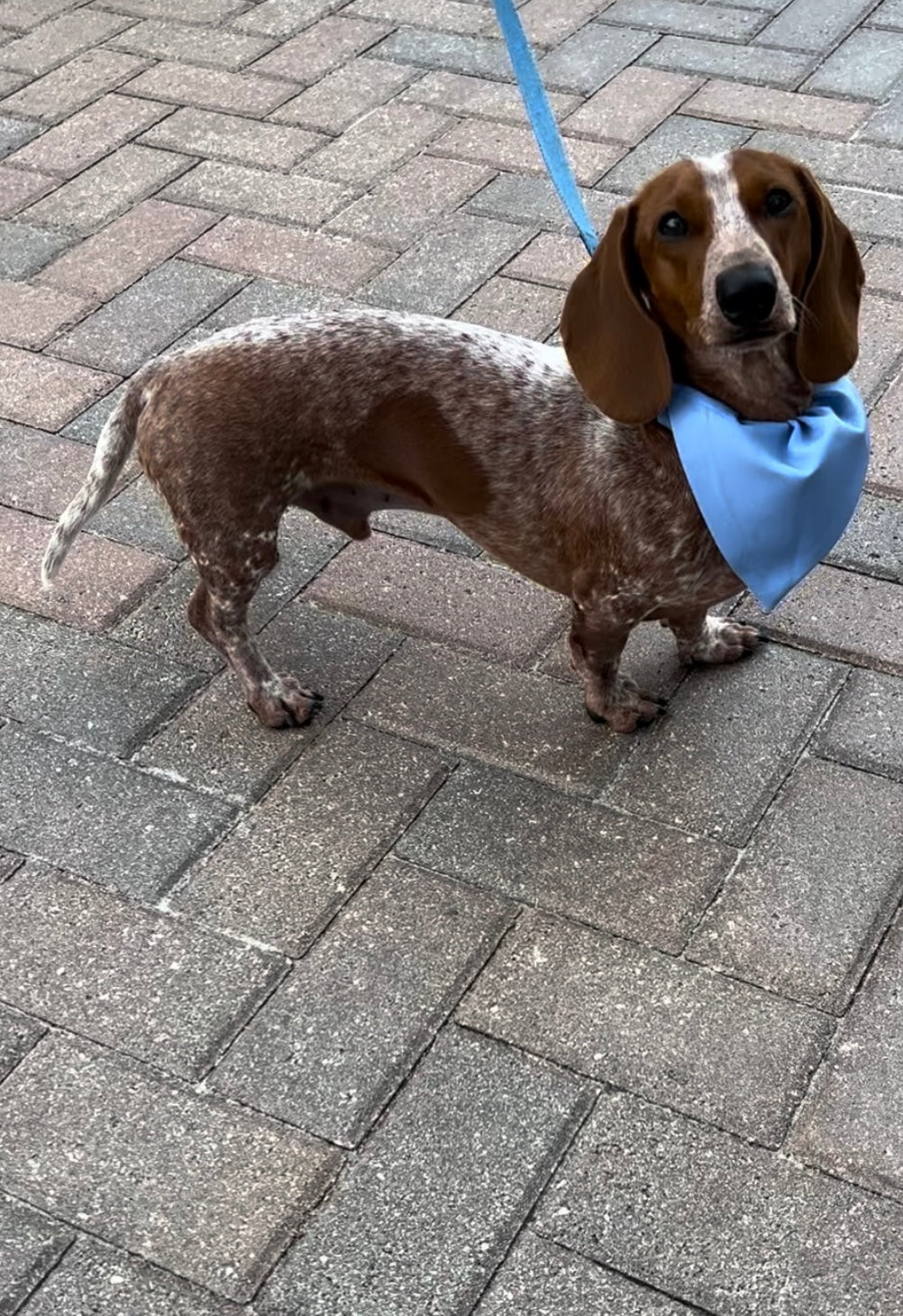 Pet Bandanas - Over the Collar - Size Large