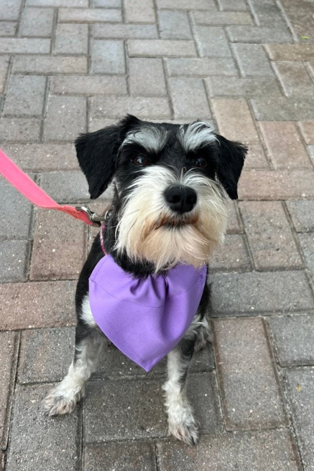 Pet Bandanas - Over the Collar - Size Medium