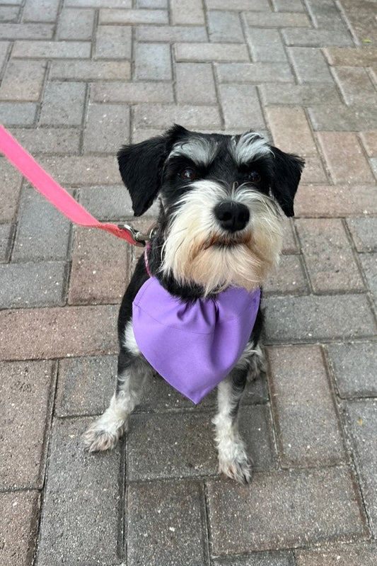 Pet Bandanas - Over the Collar - Size Large